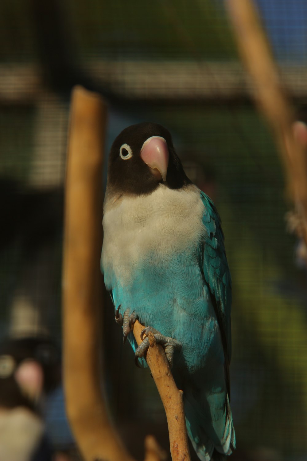 blue and black bird on brown tree branch