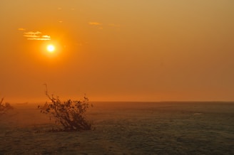 A vast sandy landscape with a low horizon and a bright, setting sun casting a warm, orange hue across the sky and ground. Sparse vegetation is visible in the foreground, with a silhouetted bush or small tree offering contrast against the light. The atmosphere is hazy, possibly indicating dust or fog.