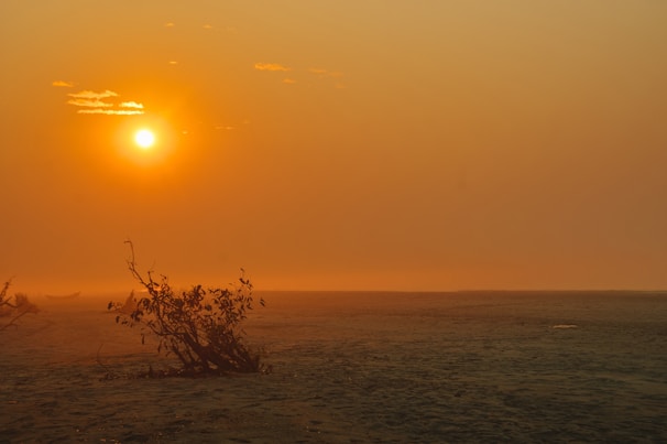 A vast sandy landscape with a low horizon and a bright, setting sun casting a warm, orange hue across the sky and ground. Sparse vegetation is visible in the foreground, with a silhouetted bush or small tree offering contrast against the light. The atmosphere is hazy, possibly indicating dust or fog.
