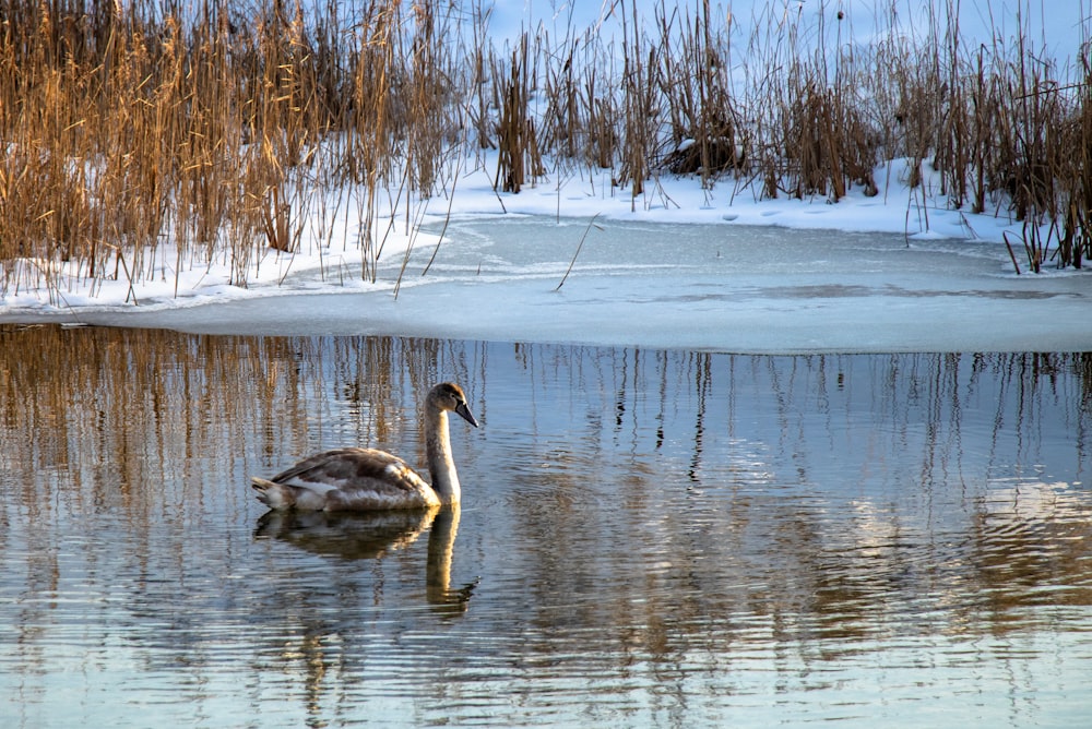 two black and white geese on water during daytime