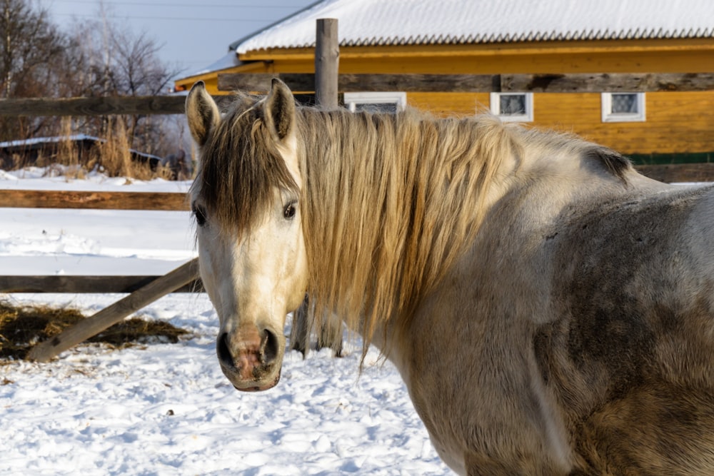 white horse standing on snow covered ground during daytime