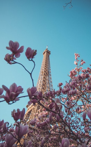 eiffel tower under blue sky during daytime in France with blossom trees