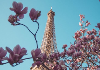 eiffel tower under blue sky during daytime in France with blossom trees