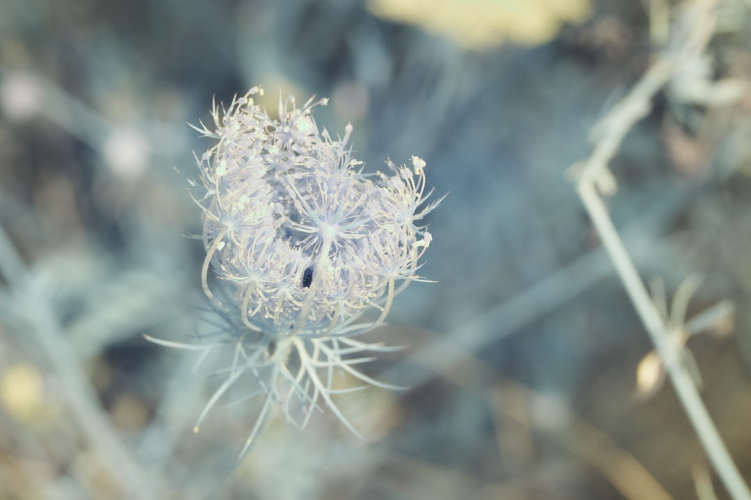 white dandelion in close up photography