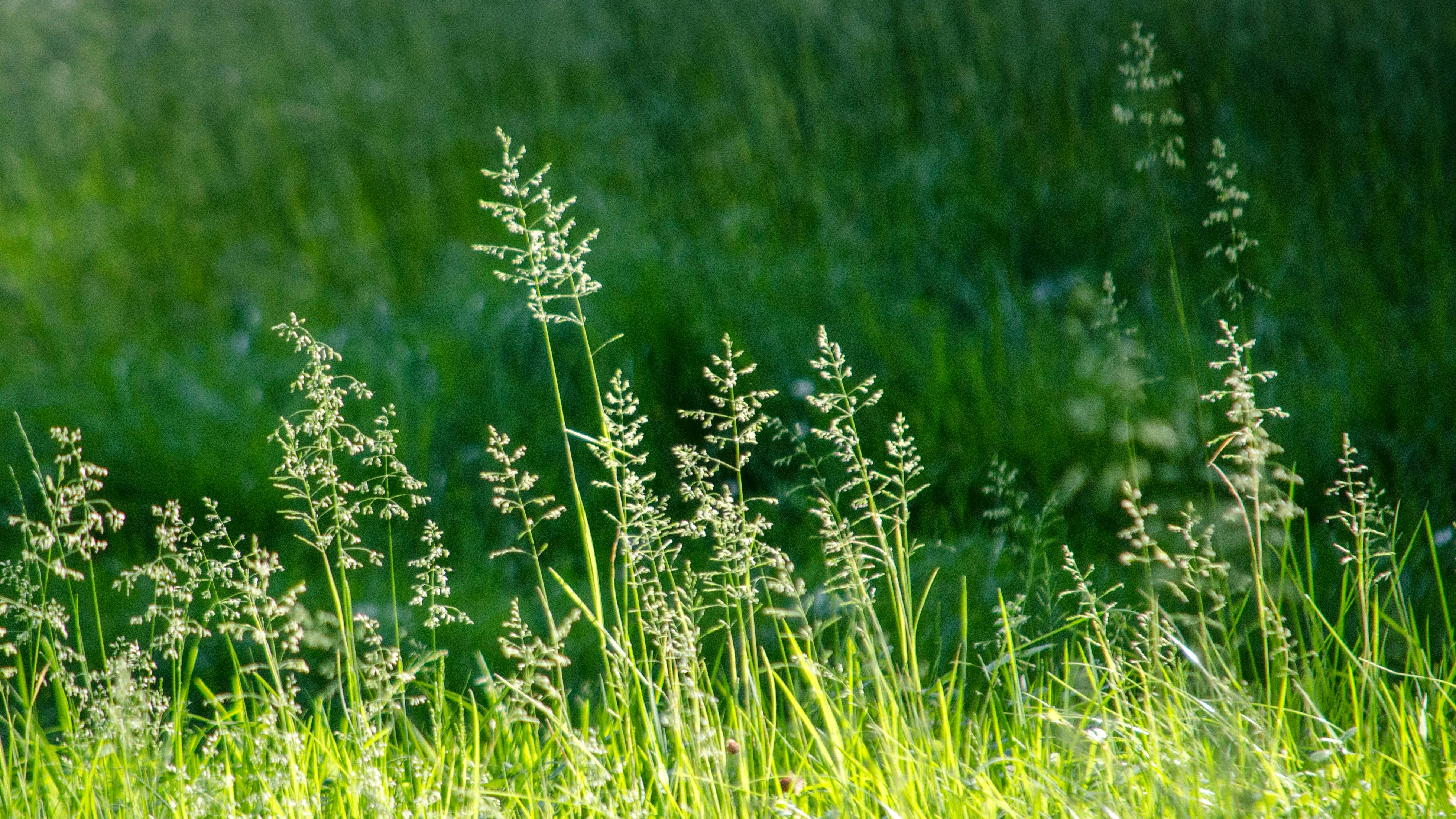 green grass field during daytime