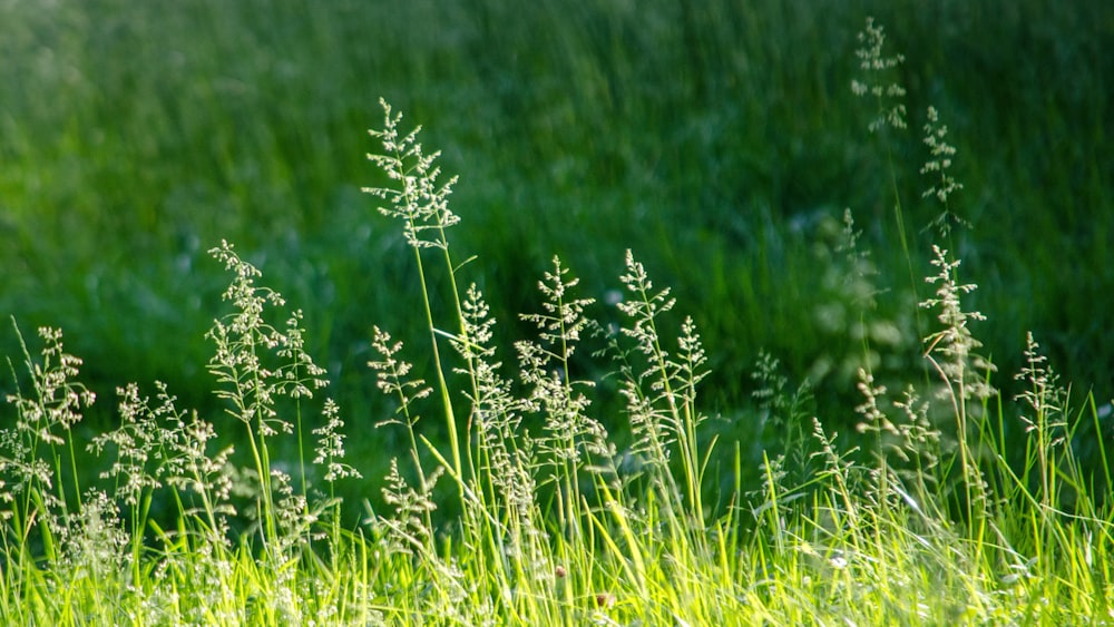 green grass field during daytime