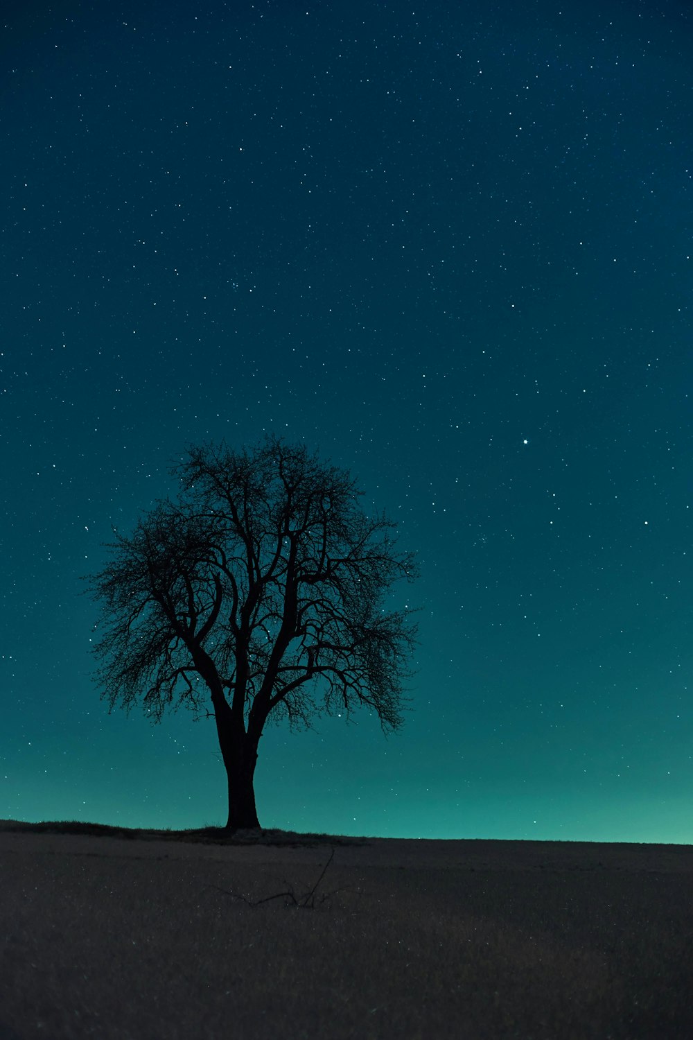 árbol bajo el cielo azul durante la noche