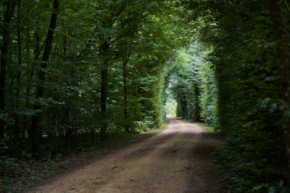 gray road in between green trees during daytime