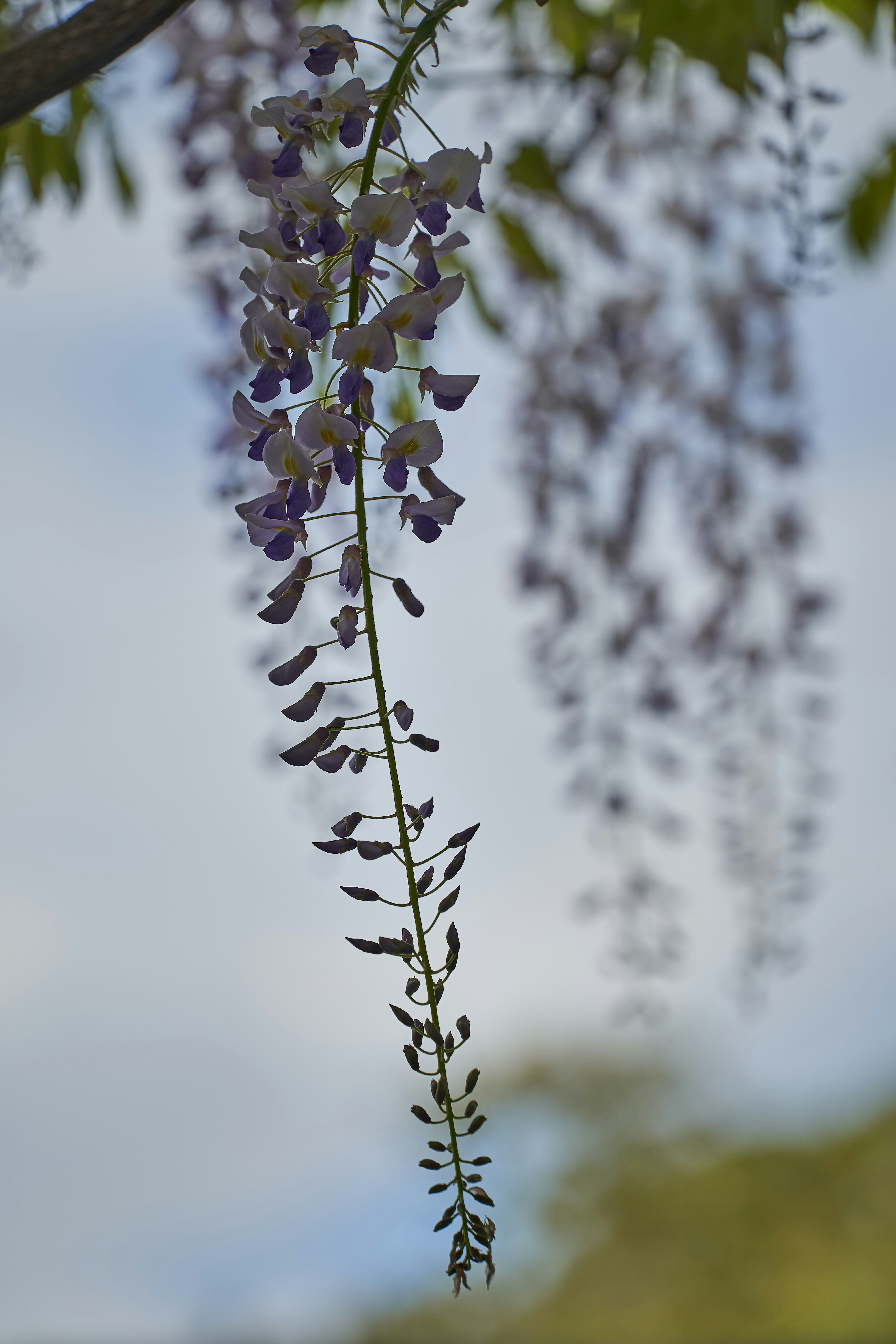 Photo by wolfgang_hasselmann