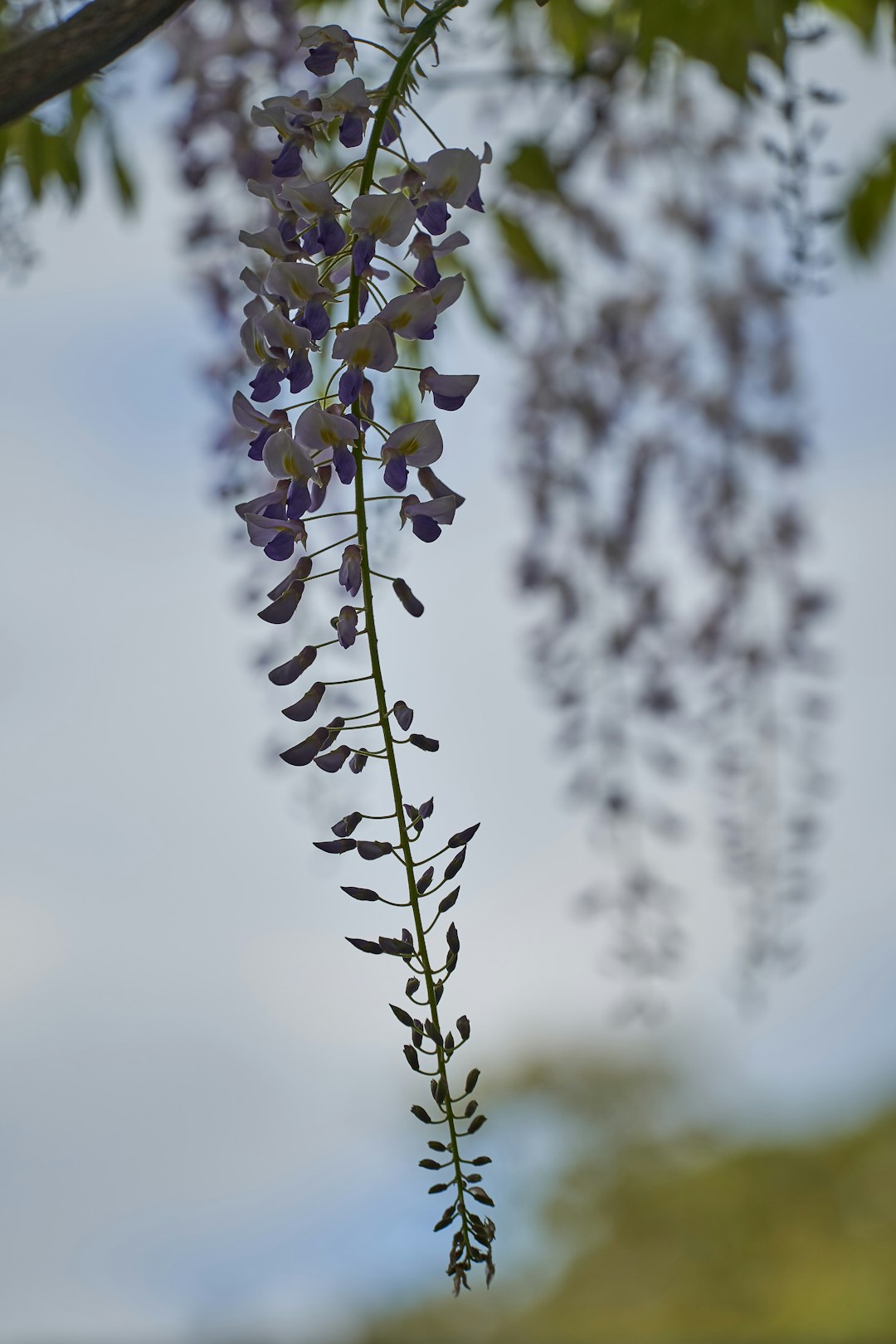 white and purple flower buds in tilt shift lens