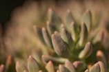 Close-up of a rosette-shaped Echeveria succulent with soft pink and green leaves.