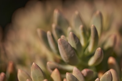 Close-up of a rosette-shaped Echeveria succulent with soft pink and green leaves.