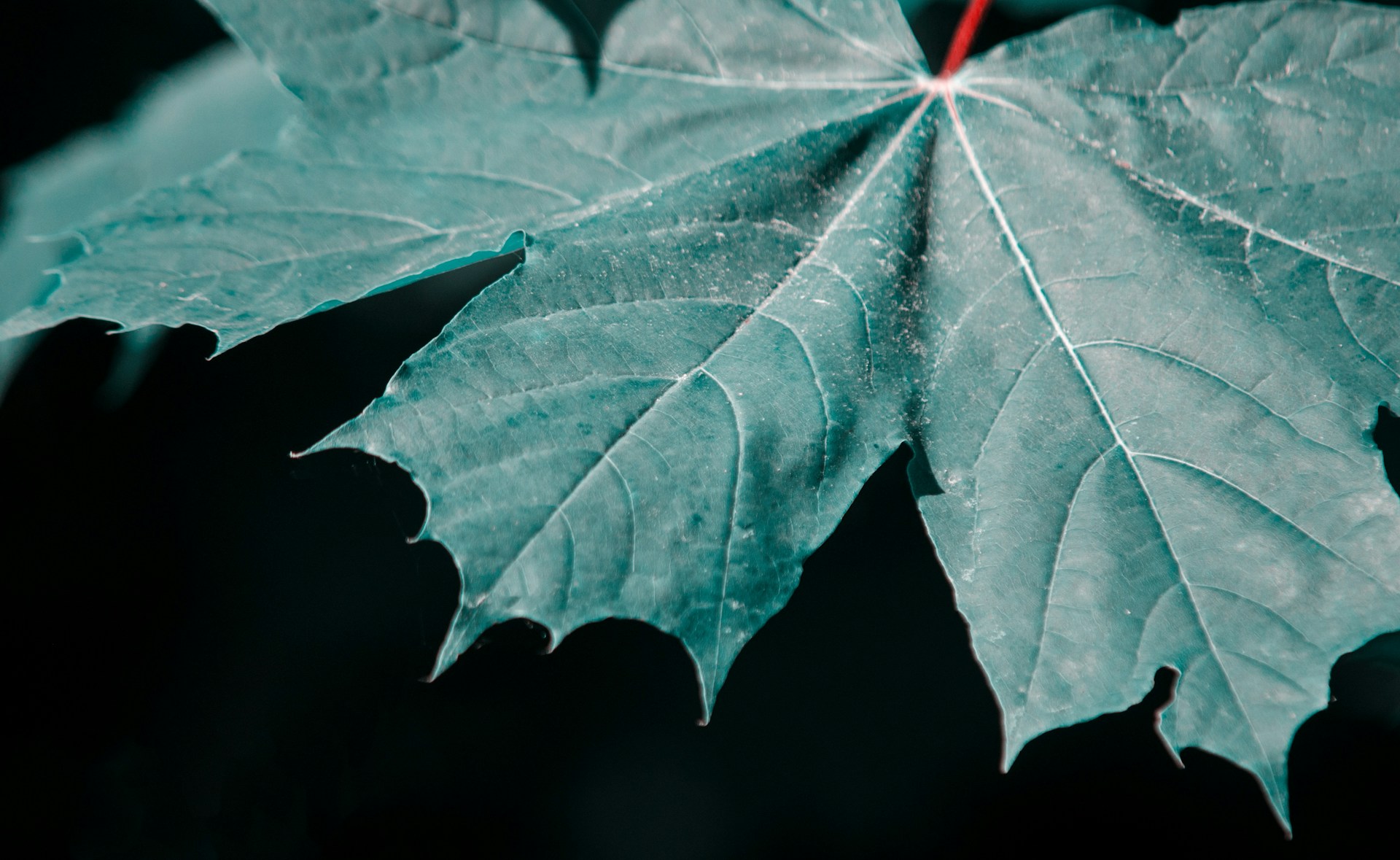 green leaf in black background