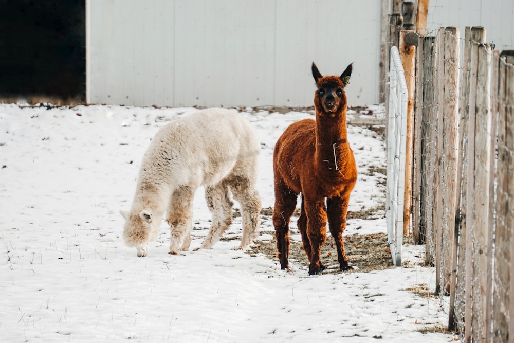 brown and white 4 legged animal on snow covered ground during daytime