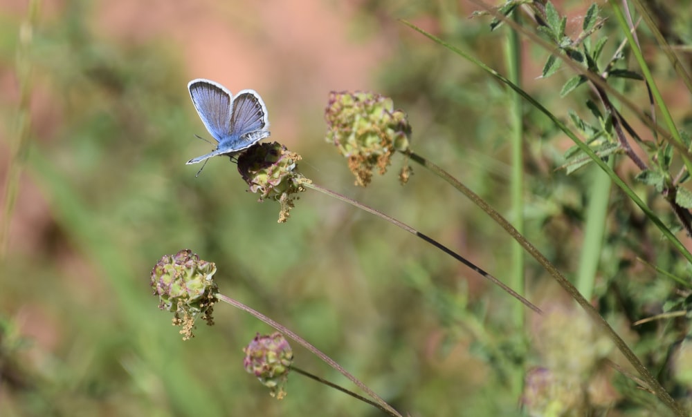 blue and white butterfly perched on green flower in close up photography during daytime