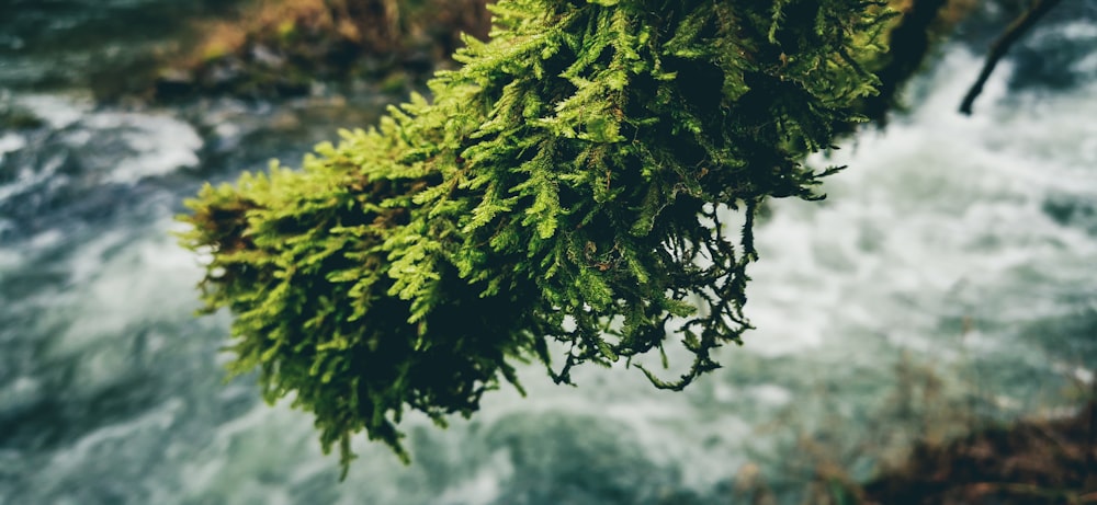 green tree with green leaves