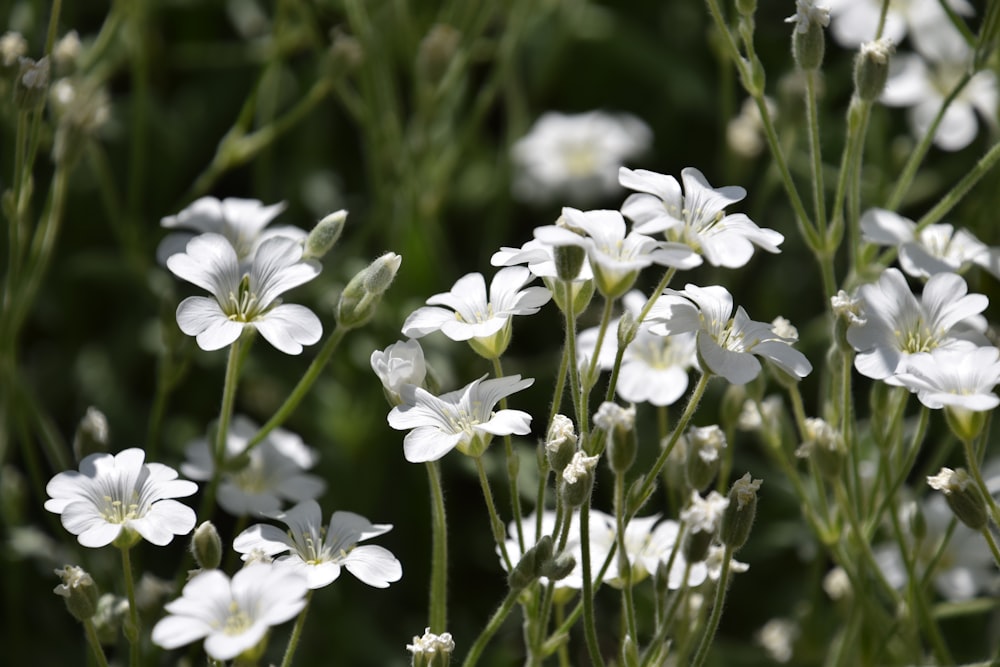 flores brancas na lente de deslocamento de inclinação