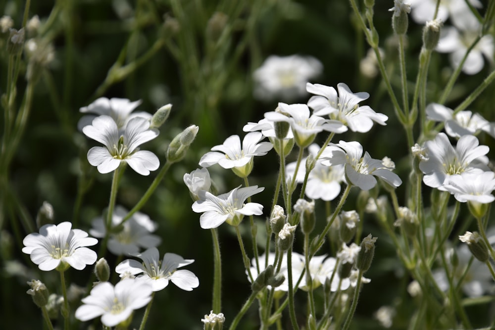 white flowers in tilt shift lens