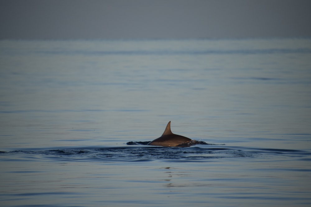 black whale in the sea during daytime