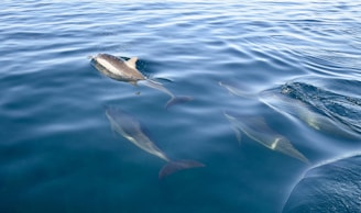 2 dolphins in body of water