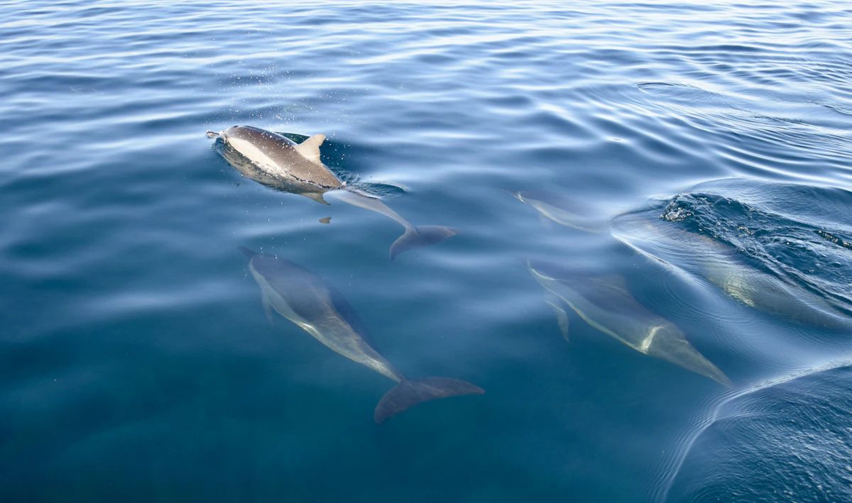 Dolphins swimming off the coast of Mauritius