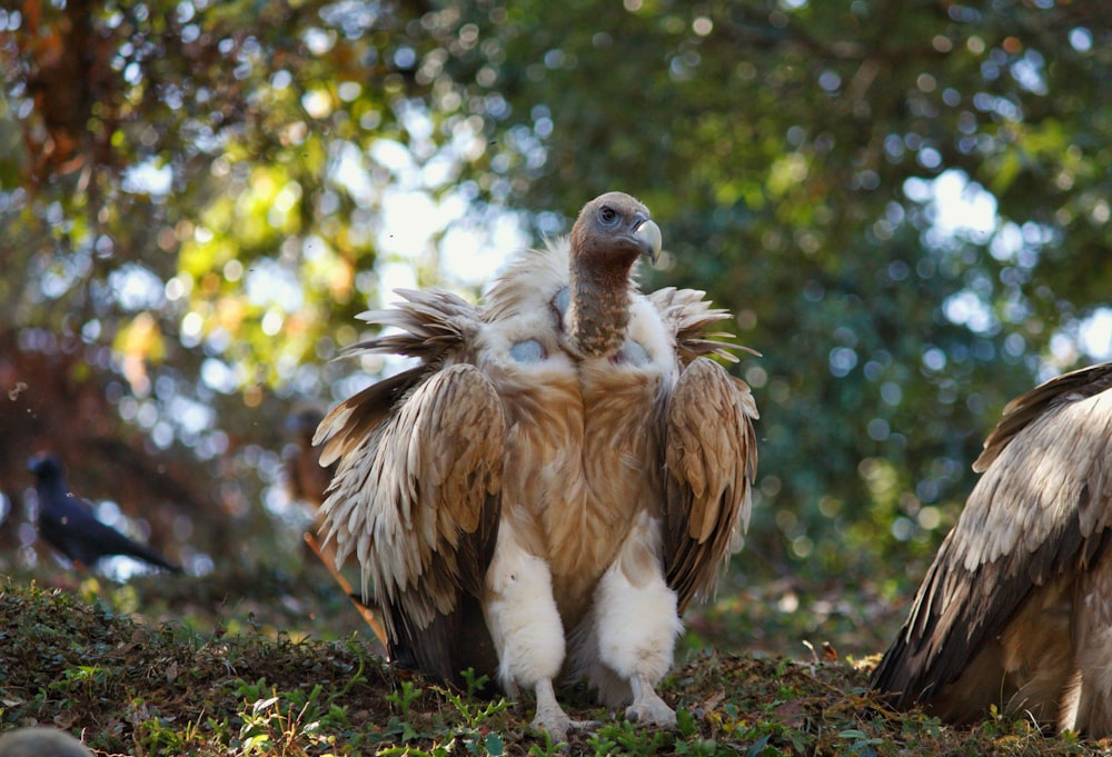 brown and white bird standing on green grass during daytime