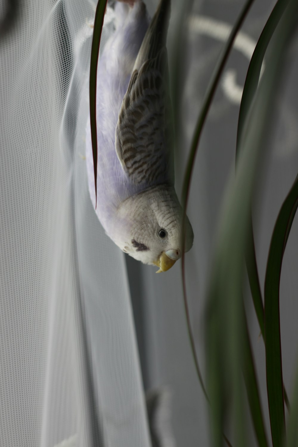 white and black bird on green plant