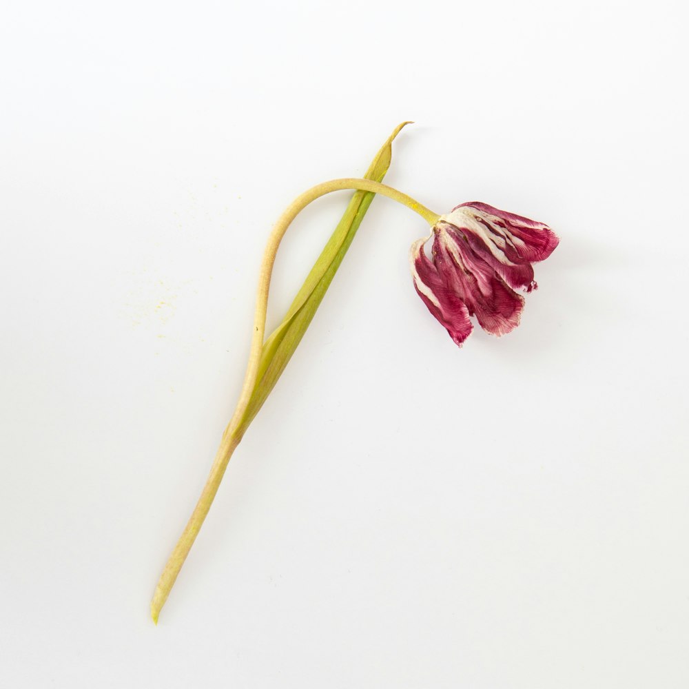 red and yellow flower petals