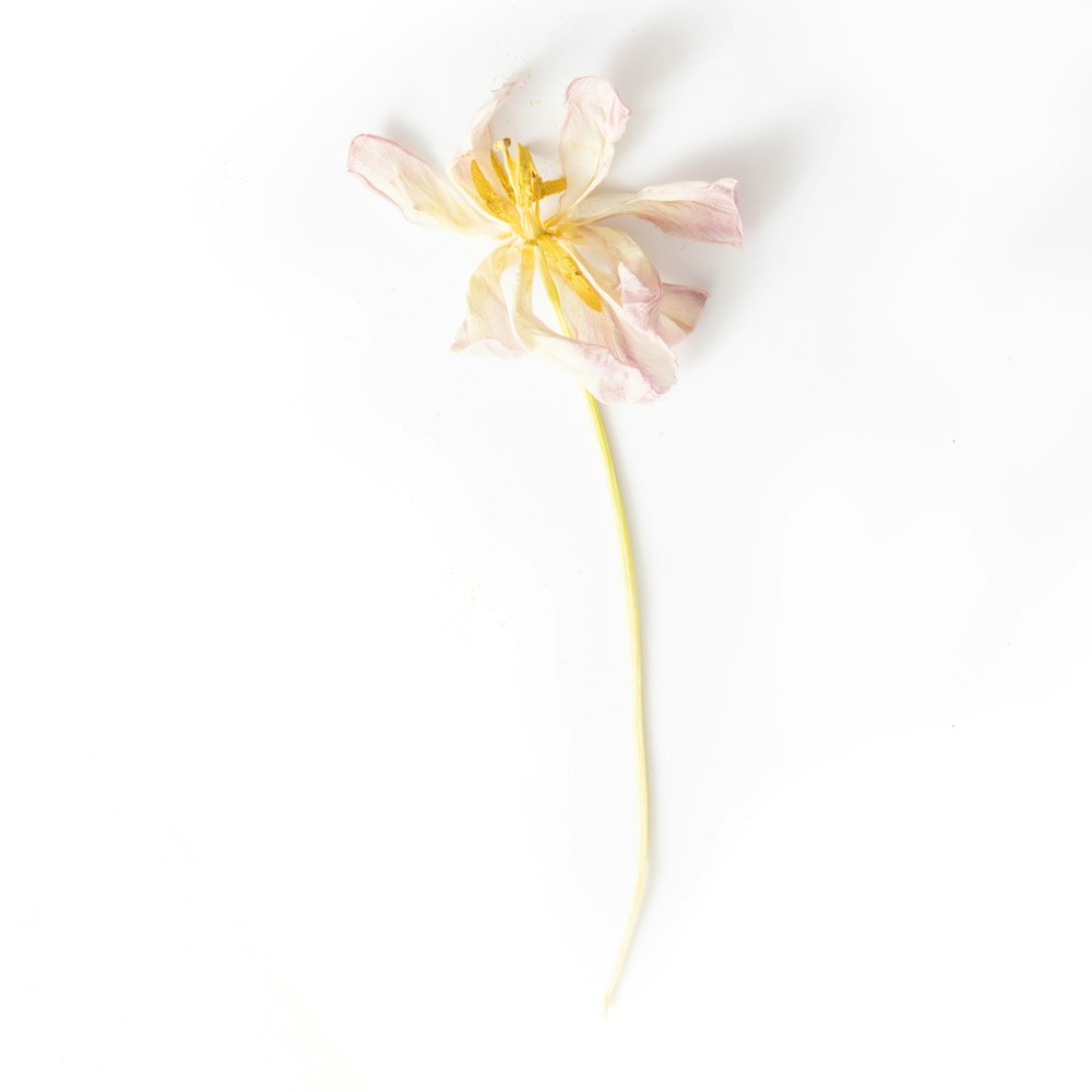 white and purple flower in white background