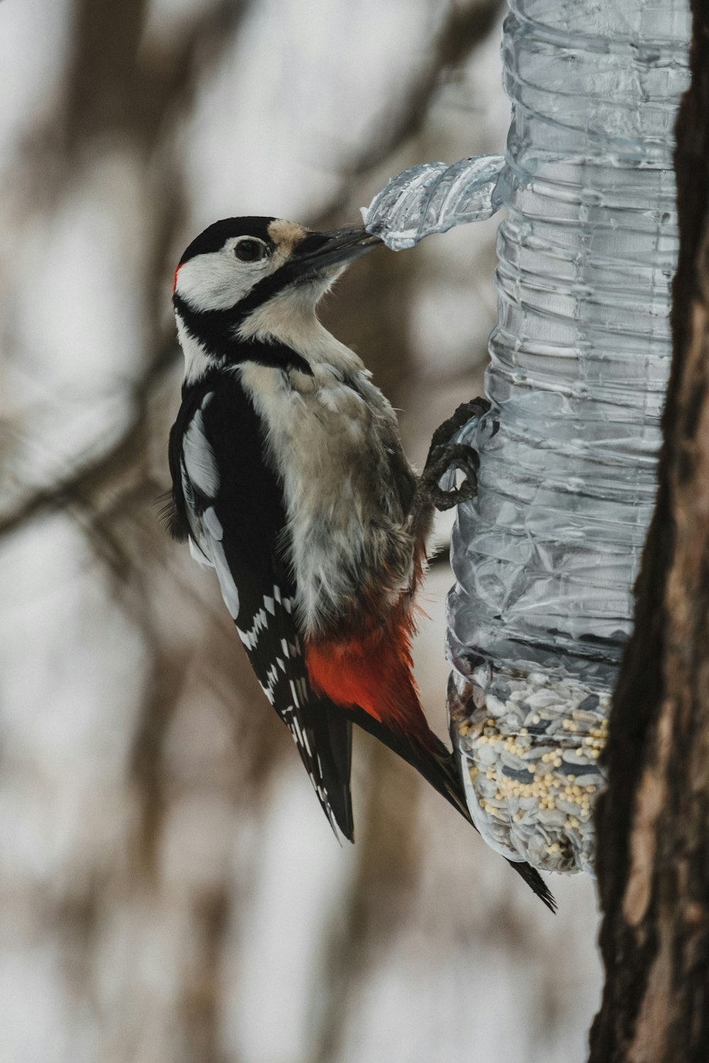 black white and yellow bird on tree branch