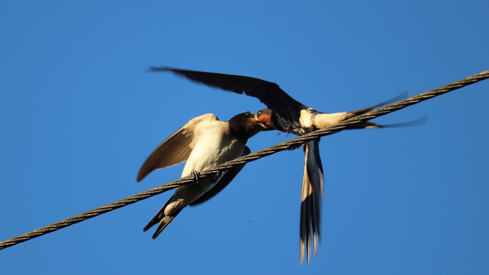 white and black bird on black metal bar during daytime