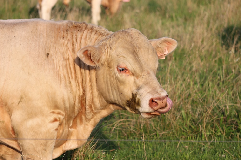 brown cow on green grass during daytime