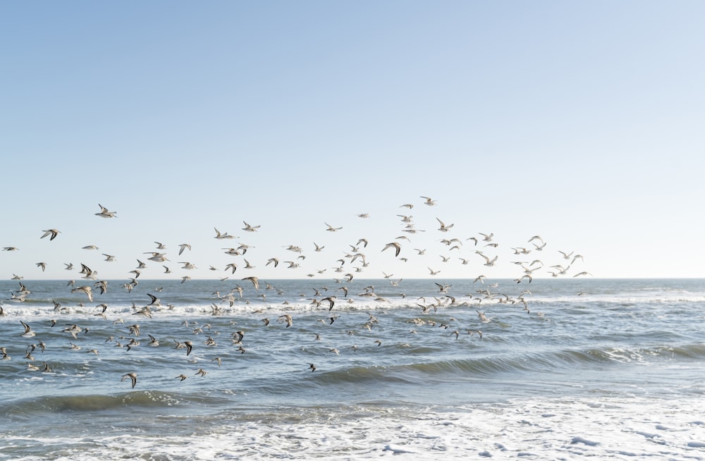 Vogelschwarm, der tagsüber über das Meer fliegt