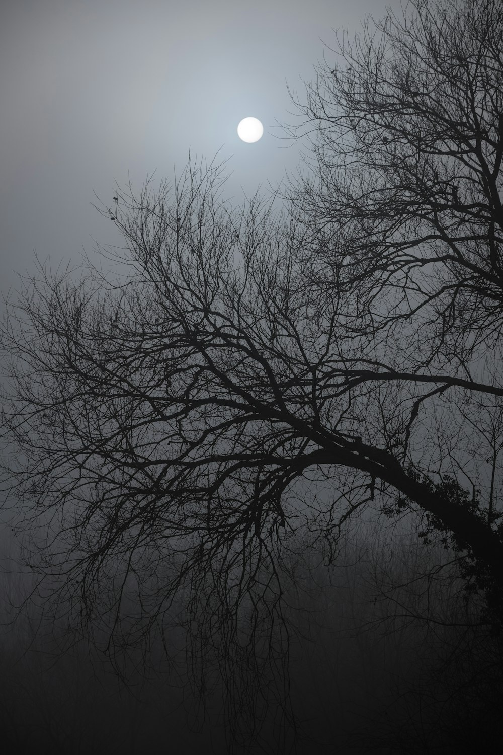 leafless tree under gray sky