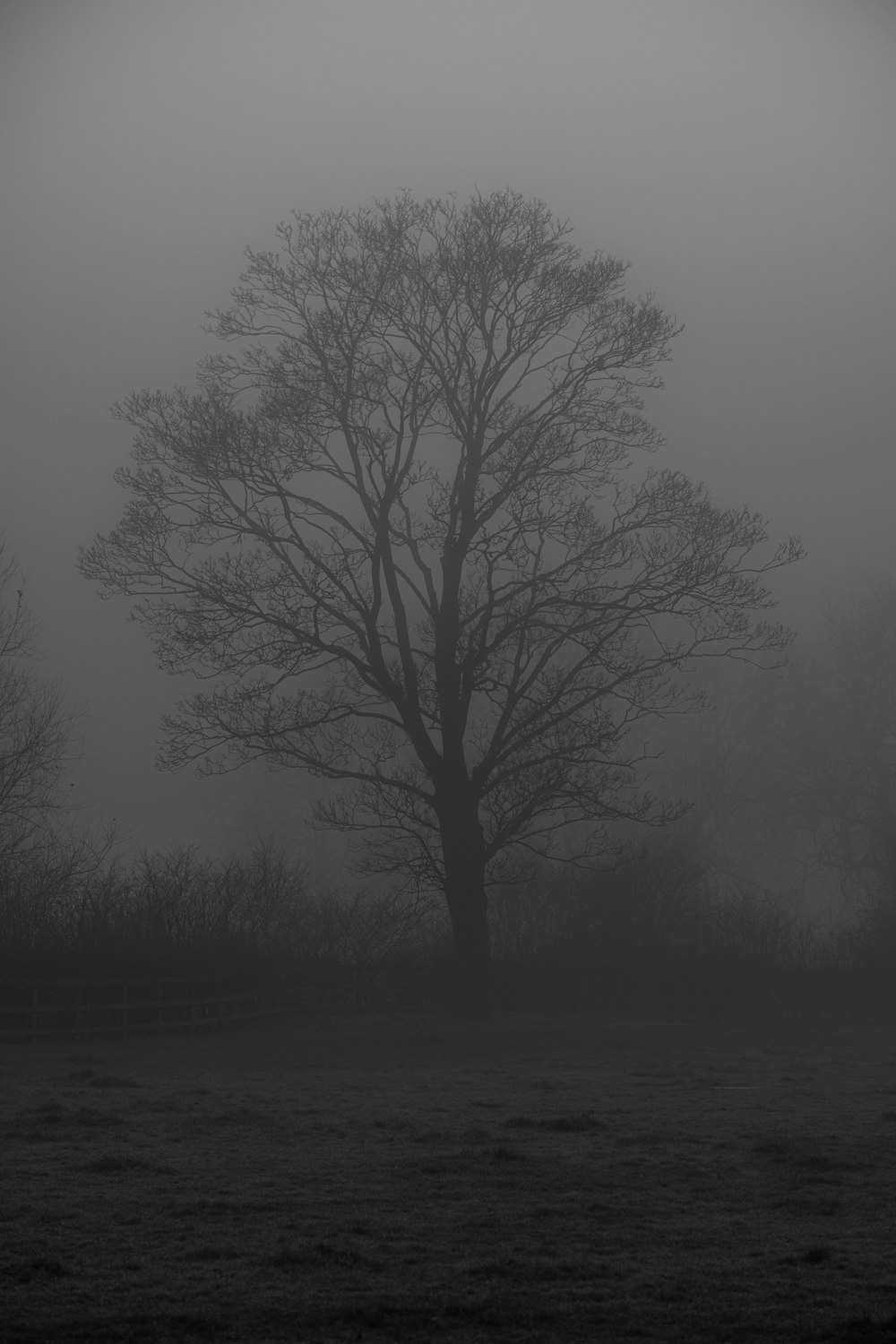 leafless tree on gray field