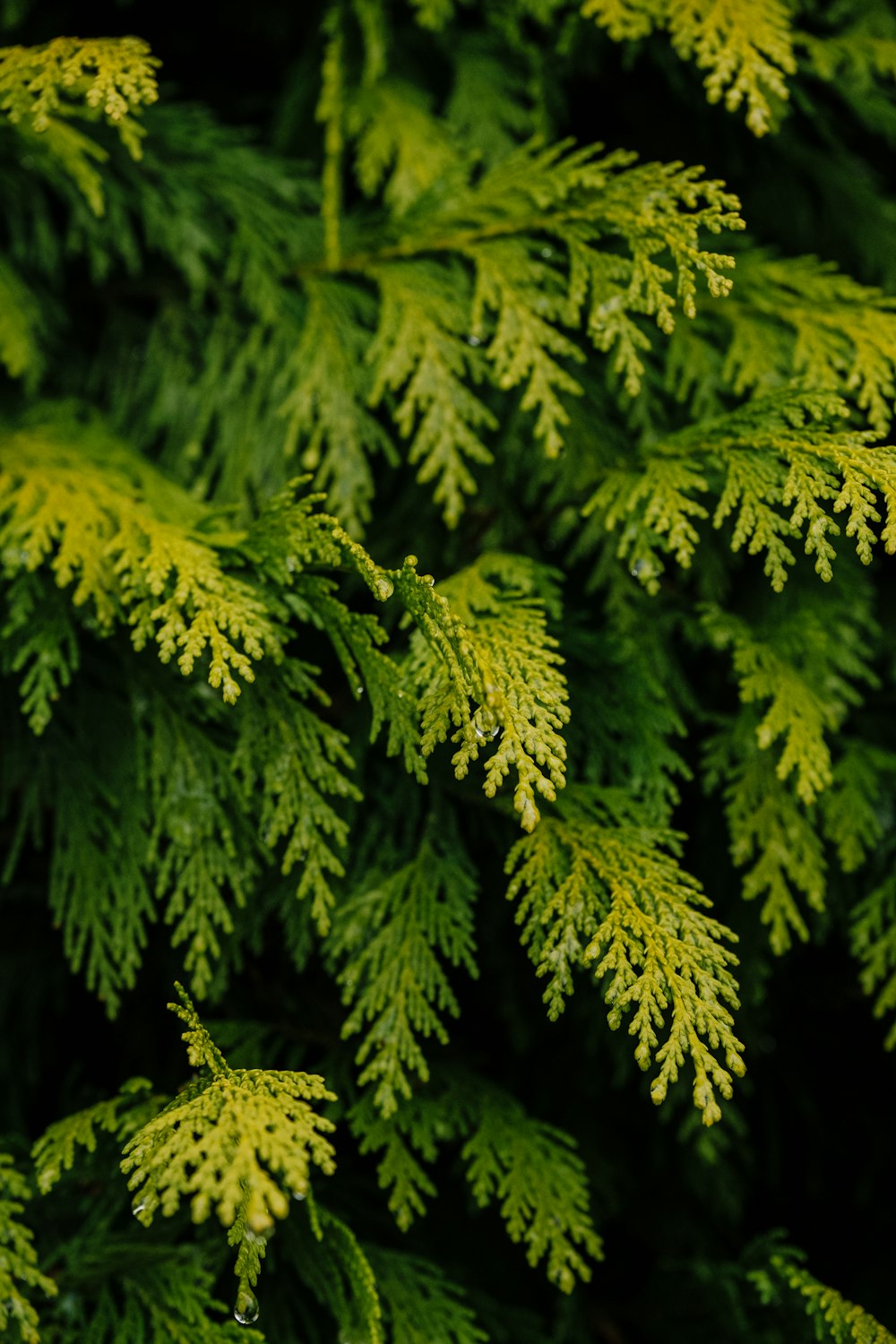 green fern plant in close up photography