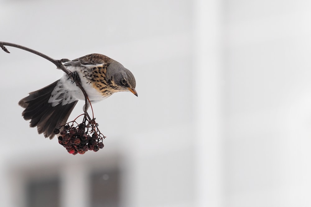 Uccello marrone e bianco su mangiatoia per uccelli in bianco e nero