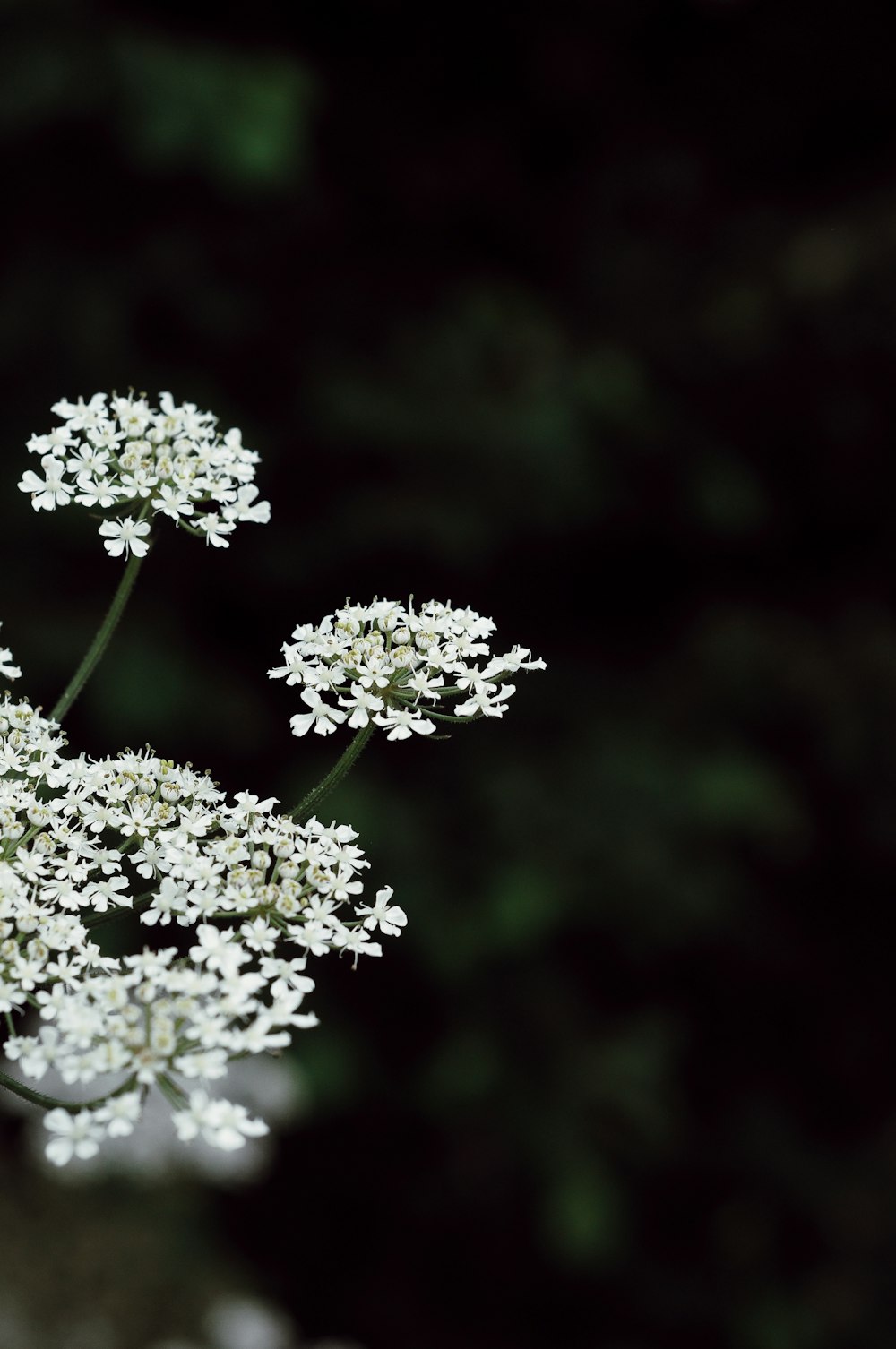 white flowers in tilt shift lens