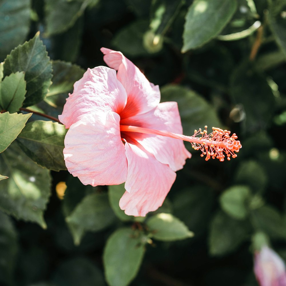 pink hibiscus in bloom during daytime