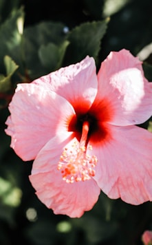 pink hibiscus in bloom during daytime