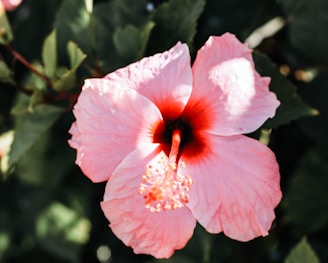 pink hibiscus in bloom during daytime