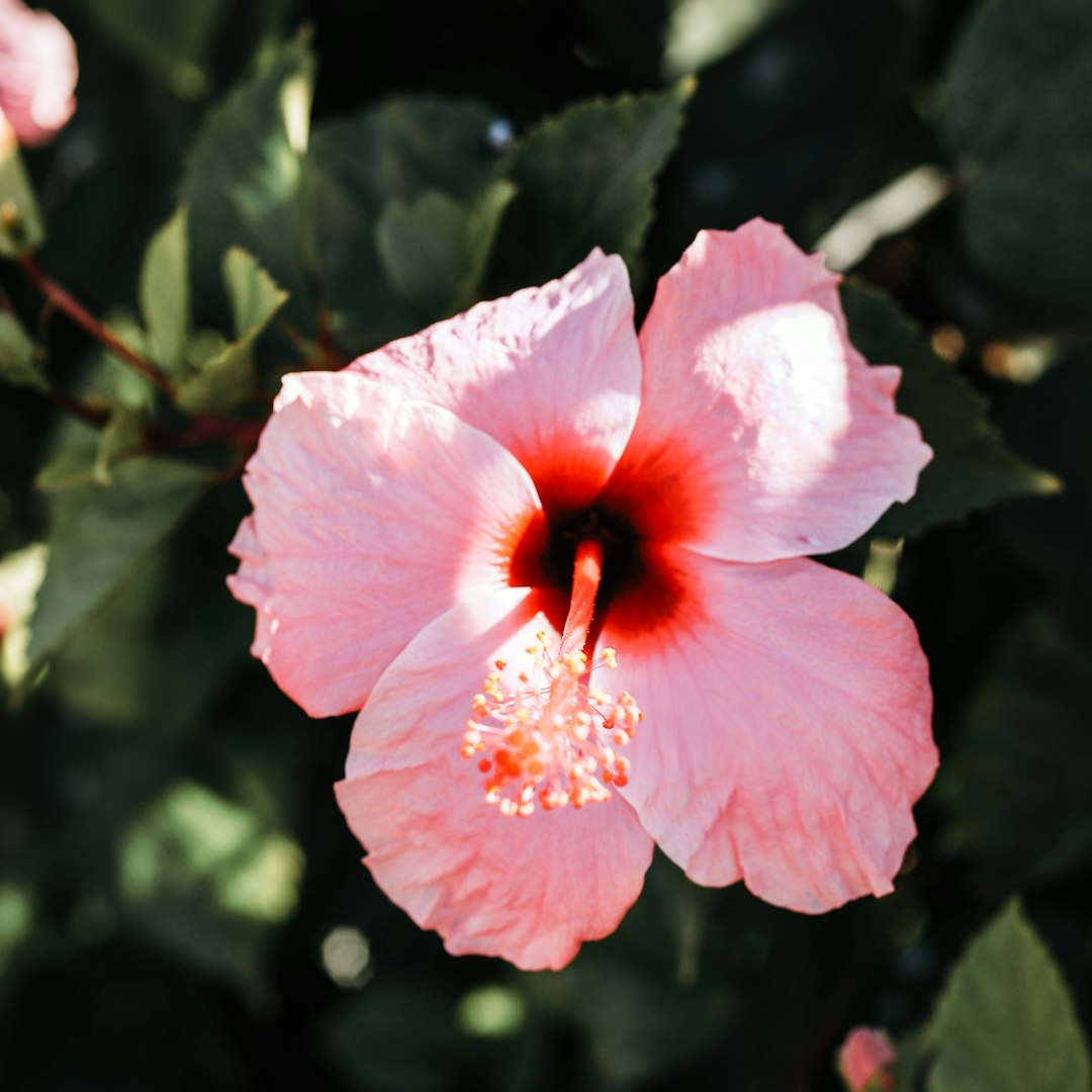 pink hibiscus in bloom during daytime