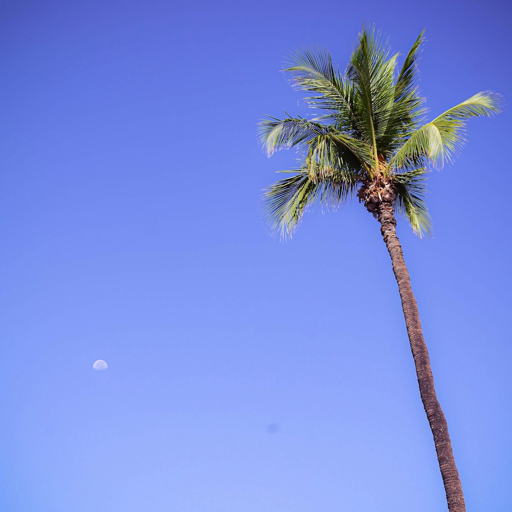 green palm tree under blue sky during daytime