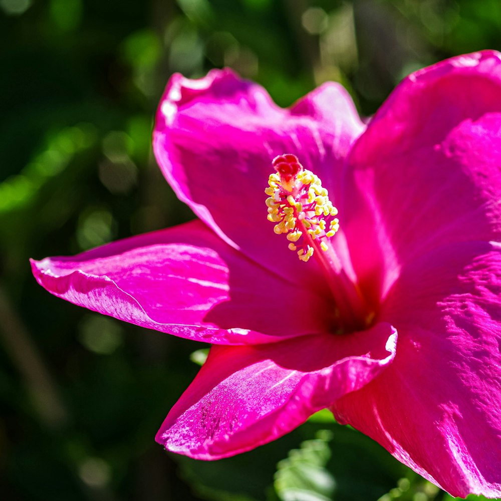 flor rosa na lente tilt shift