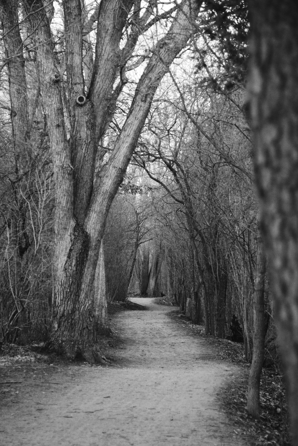 Foto en escala de grises del camino entre árboles