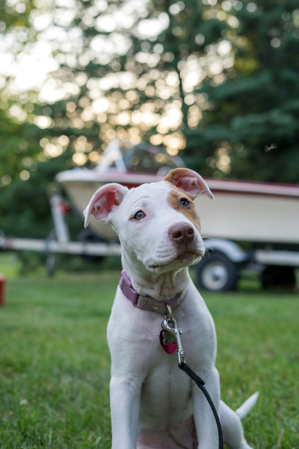 white and brown american pitbull terrier mix on green grass field during daytime