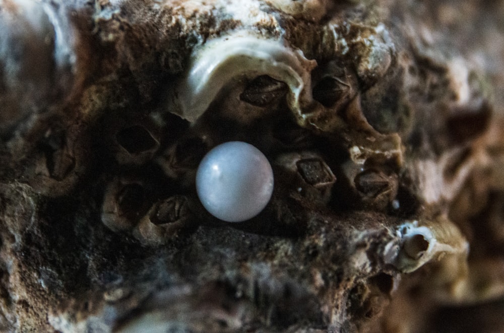 oeuf blanc sur surface brune et noire