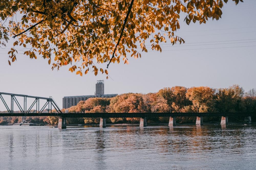 brown trees near body of water during daytime