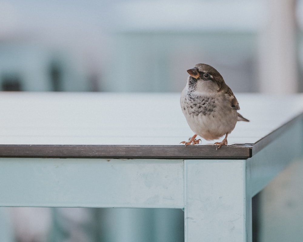 weißer und brauner Vogel tagsüber auf weißem Holzzaun