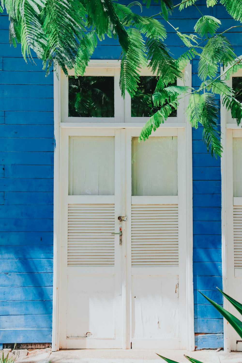 white wooden door with green plant